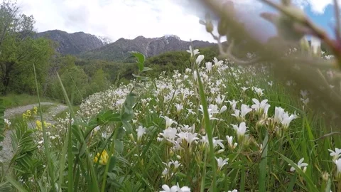A flowery mountain meadow Stock Footage 274607797