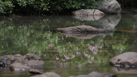 The flowery mountain streams reflected the calm water Stock Footage 241229064