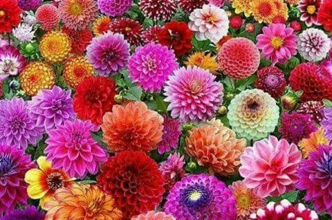 Flowery 库存照片