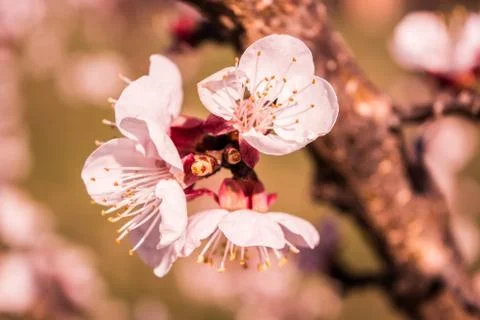 Flowery Stock Photos