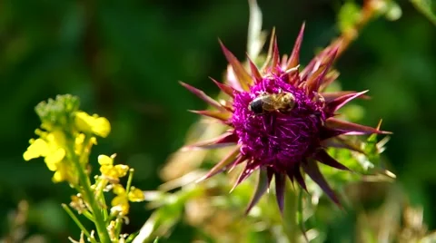 Flowery pink thistle Stock Footage 40236293