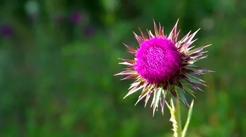 Flowery pink thistle Stock Footage 40236850