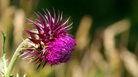 Flowery pink thistle Stock Footage 40237027