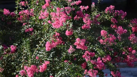 Flowery plant moved by the wind Stock Footage 115942336