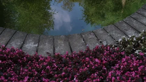 A flowery pond with sky reflection in central park Stock Footage 249306961