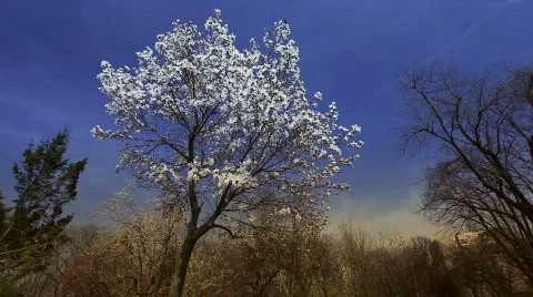 Flowery Tree Video stock 720777