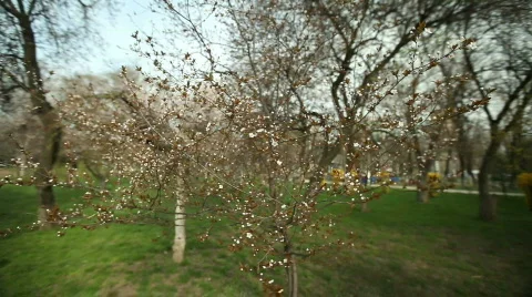 Flowery Tree Video stock 720805