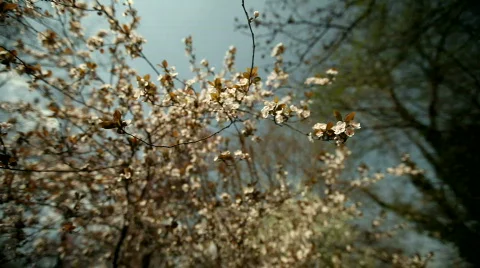 Flowery Tree Stock Footage 720823