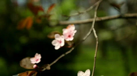 Flowery Tree Vídeo Stock 720835