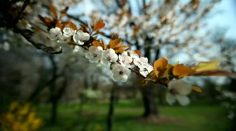 Flowery Tree Vídeo Stock 720842