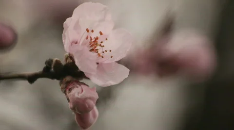 Flowery Tree Video stock 783717