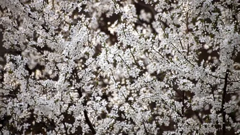 Flowery Tree at Sunset Stock Footage 128426528