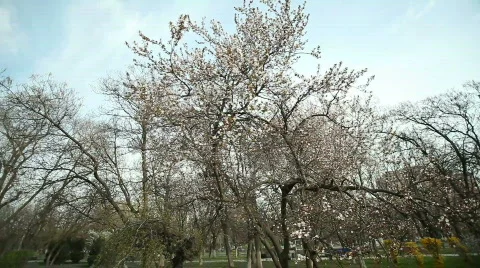 Flowery Trees Stock Footage 783952