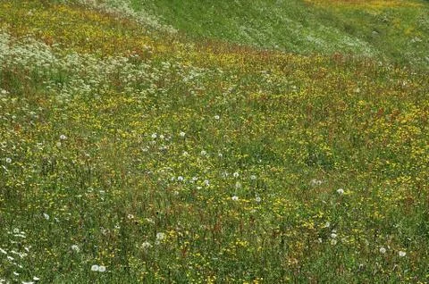 Flowey meadow Stock Photos