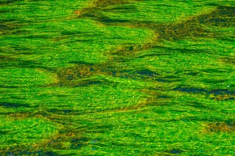 Flowing algae texture Stock Photos