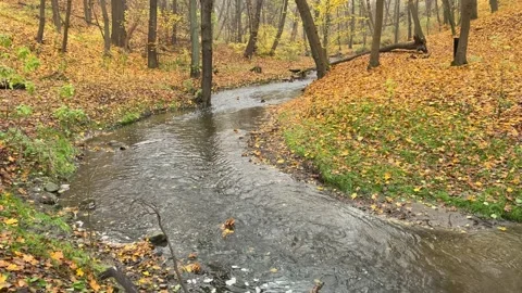 Flowing Autumn Stream, Concept of Time and Continuous Movement Stock Footage 341865711