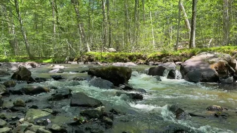 Flowing Black River Through Rocky Forest in New Jersey Stock Footage 340985705