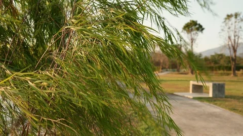 Flowing bottlebrush tree 스톡 동영상 124815421