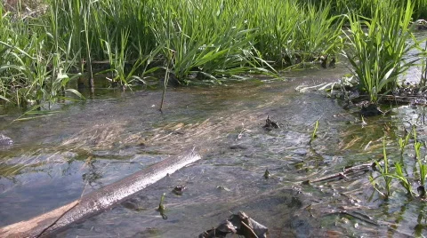 Flowing Brook Stock Footage 396829