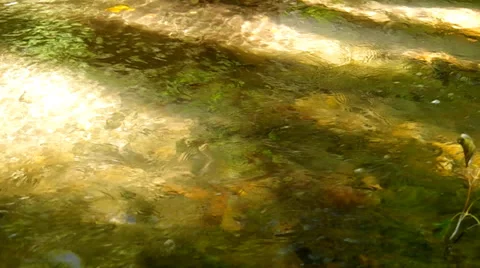 Flowing brook Stock Footage 31906825