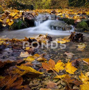 Flowing cascade in autumn with leaves Stock Photos