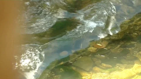 Flowing clear water through the wide country Stock Footage 100435116