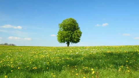 Flowing Clouds and a Lone Tree in Timelapse: A Tranquil Scene of Green Grass, Stock Footage 309184477