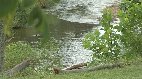 Flowing Creek 01 Video stock 8829538