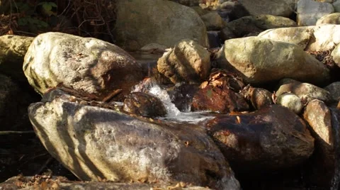 Flowing creek in a forest Stock Footage 56769411