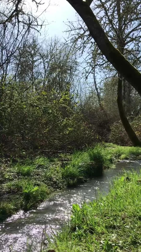 A Flowing Creek in the Pacific Northwest Stock Footage 268706535