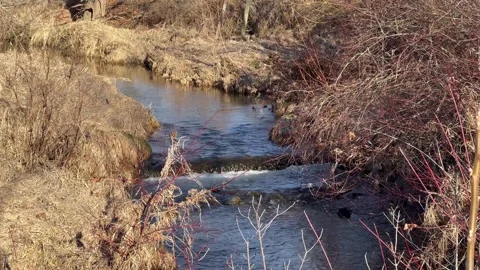 Flowing Creek With Small Waterfall Stock Footage 261464131