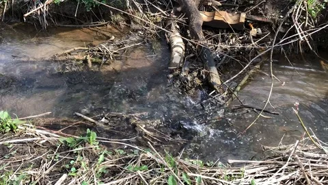 Flowing creek in a spring forest Stock Footage 106203181