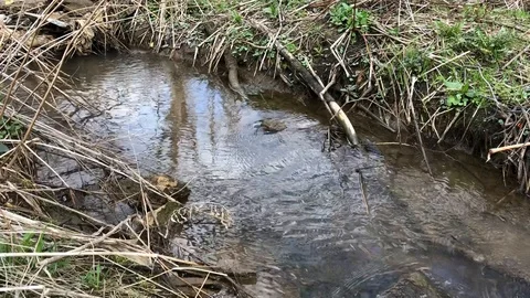 Flowing creek in a spring forest Stock Footage 106203184