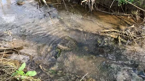Flowing creek in a spring forest Stock Footage 106203185