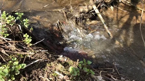 Flowing creek in a spring forest Stock Footage 106203186