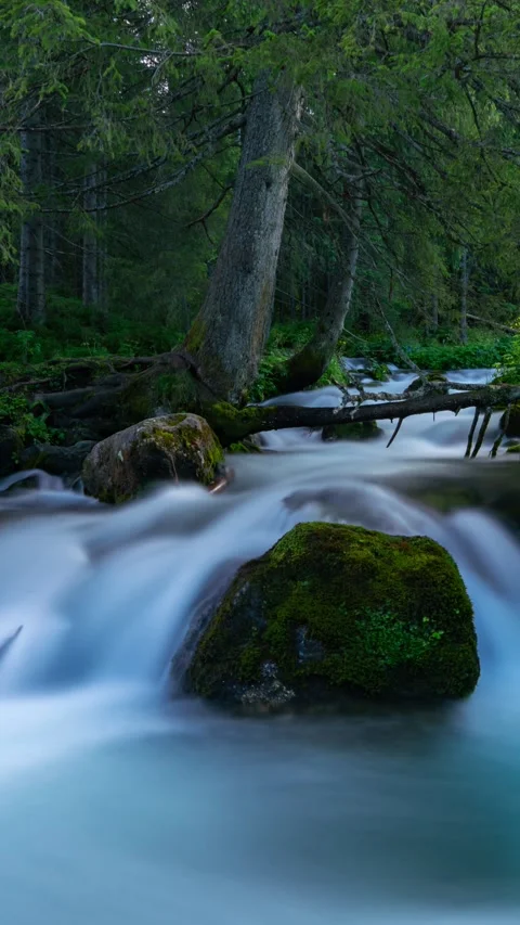 Flowing Creek Through Verdant Tatra Forest - Day Timelapse Stock Footage 309655591