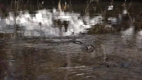 Flowing creek at winter Stock-Footage 262437383