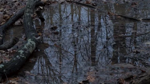 Flowing creek in the woods 스톡 동영상 261930610