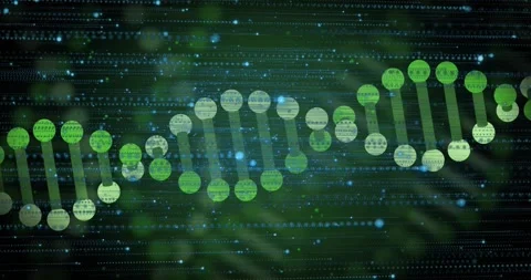 Flowing data lines starting double helix emerging linking nodes rotating Stock Footage 318143274