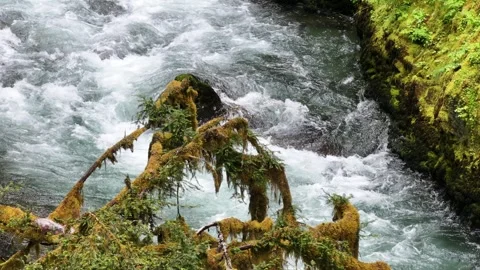 Flowing Enchanted Forest River Drone Footage Stock Footage 278281681