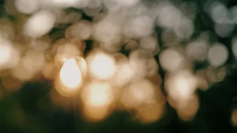Flowing flashes of sunny bokeh through green leaves of tree swaying in the wind Stock Footage 111275978