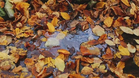 Flowing forest creek in autumn Stock Footage 291168432