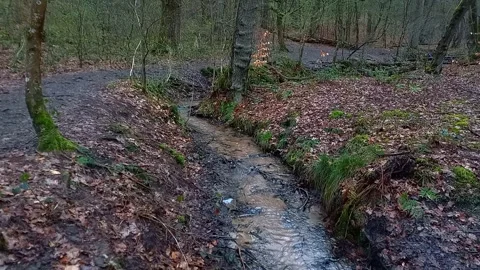 Flowing Forest Creek in Early Spring, Peaceful Woodland Nature Stock Footage 342286818