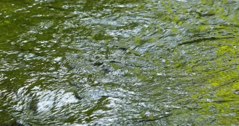 Flowing forest river closeup background 스톡 동영상 122705232