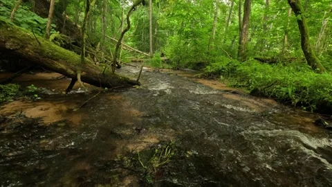 Flowing Forest River With Fallen Tree Stock Footage 328996563