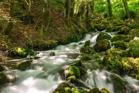Flowing forest river Stock Photos