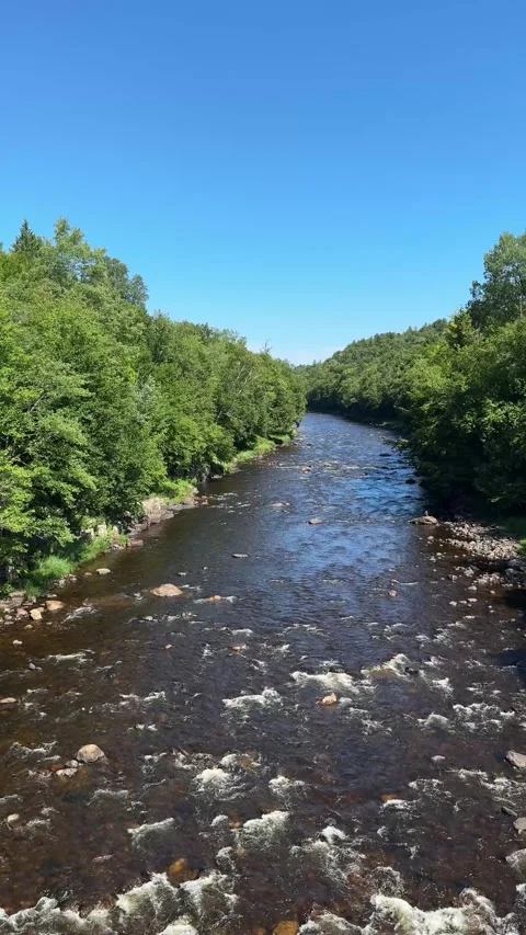 Flowing Forest River with Rapids Under Clear Blue Sky Stock Footage 346503123
