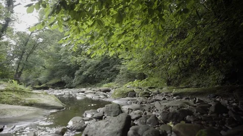 Flowing Forest River Under Trees Stock Footage