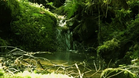 A flowing forest stream between moss-covered stones Stock Footage 90242854