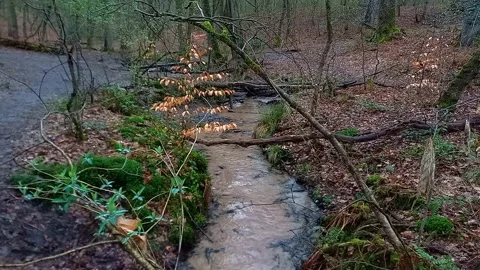 Flowing Forest Stream in Early Spring, Peaceful Woodland Nature Stock Footage 342286812
